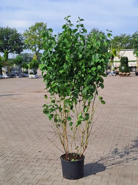 Cornus sanguinea / Roter Hartriegel 150-175 cm C20, mehrtriebiger Strauch im Container mit grünem Laub.