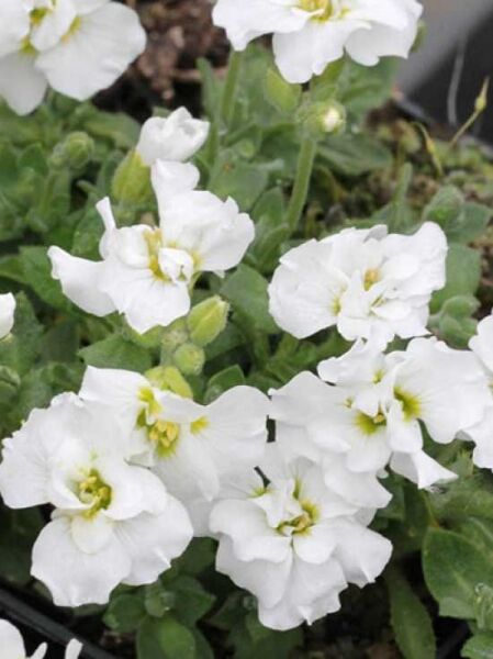 Blaukissen 'Winterberg' / Aubrieta cultorum 'Winterberg'