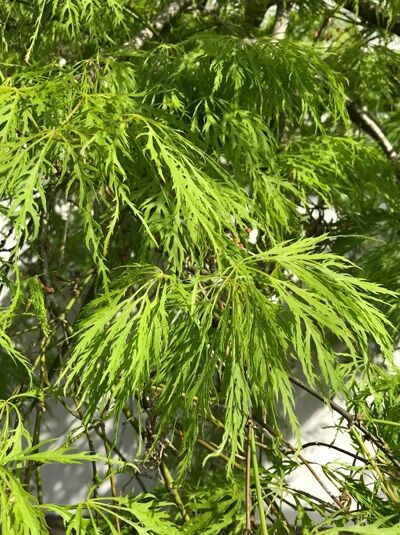 Japanischer Ahorn (Acer palmatum) ‘Shinonome’ mit fein geschlitzten, hellgrünen Fächerblättern an überhängenden Zweigen.