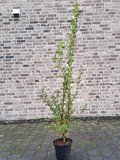 Crataegus monogyna / Eingriffeliger Weißdorn 100-125 cm C4, mehrstämmiger Strauch im Topf mit frischem grünem Laub