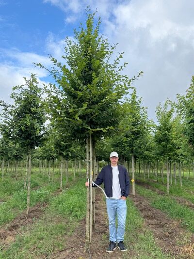 Carpinus betulus (Hainbuche/Weißbuche) Hochstamm 18-20 StU mit Drahtballen, gerader Stamm, dichtes grünes Laub
