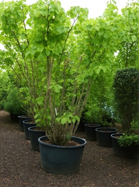 Gewöhnlicher Judasbaum (Cercis siliquastrum) 300-350 cm C160, mehrstämmiger Baum im Container mit grünem Laub