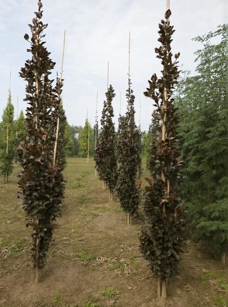 Säulen-Buche „Purple“ (Fagus sylvatica 'Dawyck Purple'), 250-300 cm, mit dunkelpurpurnem Laub, mit Drahtballen.