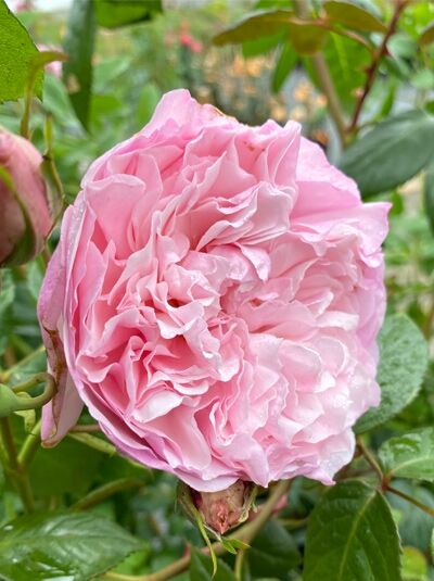 Kletterrose Rosa 'Divina'® mit gefüllter, rosafarbener Blüte und grünen Blättern am Trieb