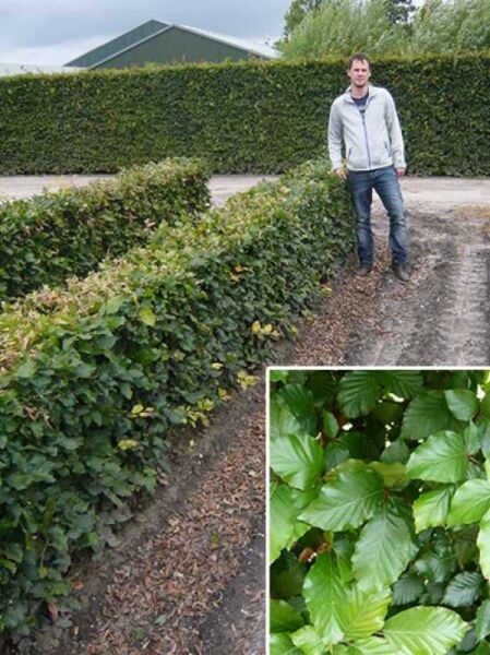Fagus sylvatica / Rotbuche / Fertighecke / Heckenelement 80 cm