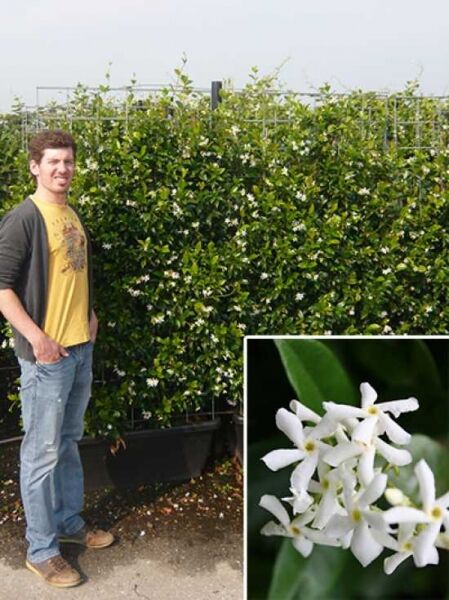 Trachelospermum jasminoides (Sternjasmin) Fertighecke/Heckenelement 180 cm am Rankgitter mit weißen Blüten
