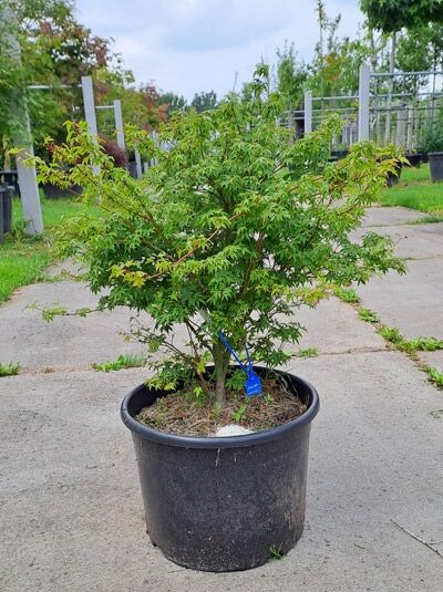 Japanischer Fächer-Ahorn (Acer palmatum) 'Murasaki Kiyohime' 60–80 cm im Container, mehrstämmiger Strauch mit grünem Laub
