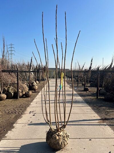 Essigbaum / Hirschkolben-Sumach / Essigbaum / Hirschkolben-Sumach