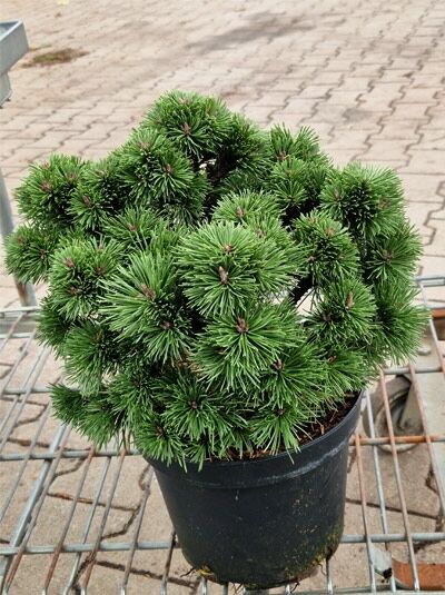 Pinus mugo 'Mini Mops' / Zwerg-Kugel-Kiefer 'Mini Mops', kompakter kugeliger Nadelstrauch im Pflanztopf, 25–30 cm, C7