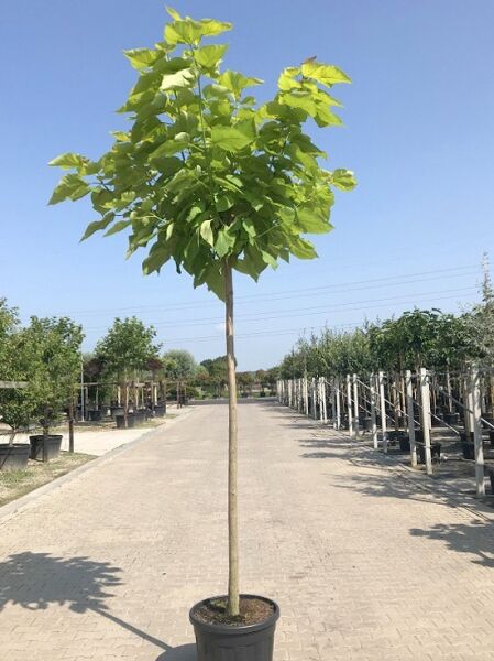 Gold-Trompetenbaum / Catalpa bignonioides 'Aurea'