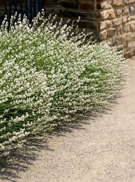Provonce-Lavendel 'Edelweiß' (Lavandula x intermedia 'Edelweiß') mit weißen Blütenähren in dichter Pflanzung.