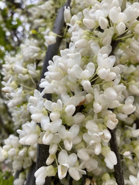 Kanadischer Judasbaum 'Royal White' / Cercis canadensis 'Royal White' 