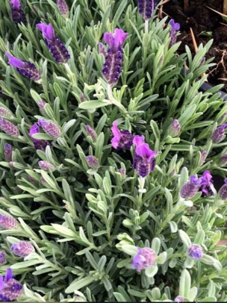 Lavandula stoechas 'Victory' / Französischer Lavendel / Schmetterlings Lavendel / Spanischer Lavendel