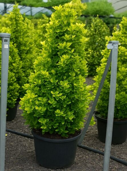 Japanischer Spindelstrauch 'Aureus' (Euonymus japonicus 'Aureus') als gelbgrüner, dicht belaubter Strauch im Topf