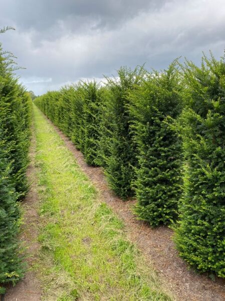 Taxus baccata (Gewöhnliche Eibe) 175–200 cm mit DB, Block-Heckenelement: dicht gewachsene Eibenpflanzen in Reihen auf dem Feld
