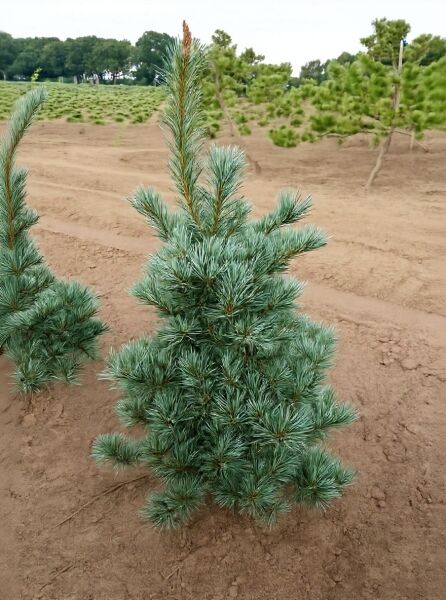 Pinus parviflora 'Tempelhof' / Mädchen-Kiefer 'Tempelhof' 100-125 cm m. B., junger Nadelbaum mit bläulichgrünen Nadeln.