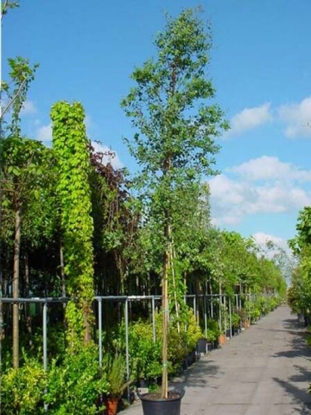 Eucalyptus gunnii (Mostgummi-Eukalyptus), Tasmanischer Eukalyptus Hochstamm 12-14 StU im Container mit schlankem Stamm und grüner Krone.