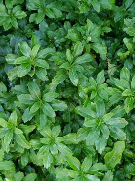 Dickmännchen 'Green Sheen ®' / Pachysandra terminalis 'Green Sheen ®'