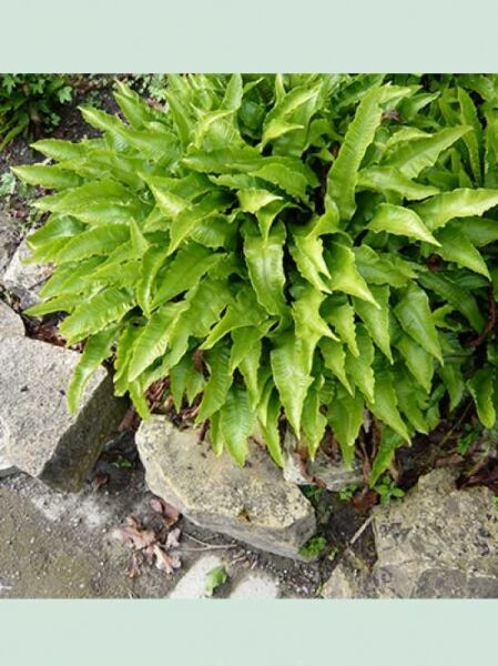 Hirschzungenfarn / Asplenium scolopendrium