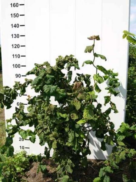 Korkenzieher-Hasel (Corylus avellana 'Contorta') 100-120 cm C10, buschige Pflanze mit grünen Blättern und verzweigten Trieben.