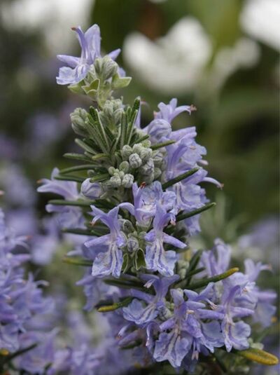 Rosmarin 'Prostratus' / Rosmarinus officinalis 'Prostratus'