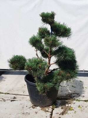 Strauch-Wald-Kiefer (Bonsai) 'Watereri' Breit 100-125cm x Hoch 100-125cm  (546608) - Pinus sylvestris 'Watereri' Breit 100-125cm x Hoch 100-125cm  (546608)