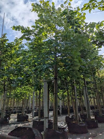 Silber-Linde (Tilia tomentosa) Hochstamm 25-30 StU m. Db., Baumschulware mit geradem Stamm und belaubter Krone im Container