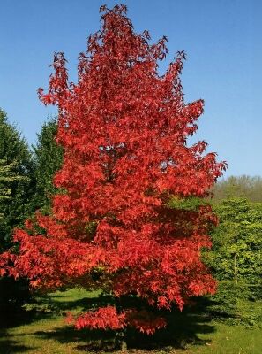 Buntlaubiger Amberbaum / Amberbaum 'Variegata' - Liquidambar styraciflua ' Variegata'