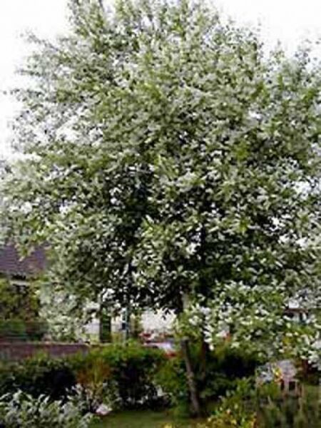 Trauben-Kirsche / Prunus padus