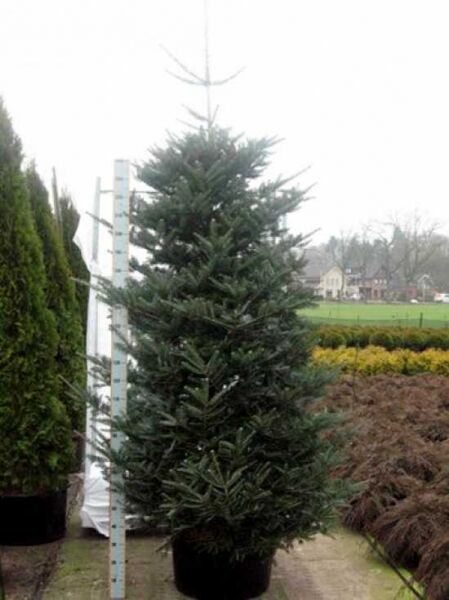 Abies koreana / Korea-Tanne
