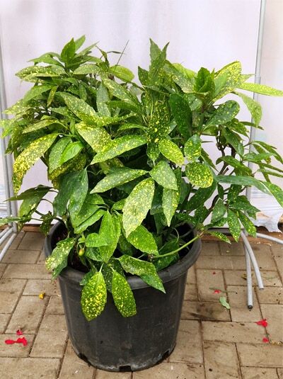 Japanische Aukube Aucuba japonica 'Golden King', immergrüner Strauch im Container C20, 60–80 cm, grün-gelb gesprenkelte Blätter
