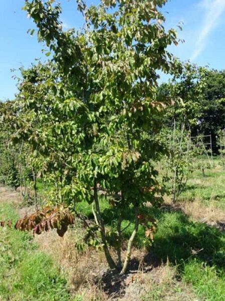 Eisenholzbaum / Parrotie 'mehrstämmig' / Parrotia persica