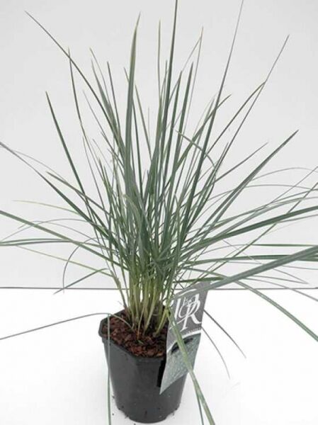 Sesleria nitida (Silberschopfgras) im Kulturtopf, C2, horstbildendes Ziergras mit schmalen, grünen Blättern