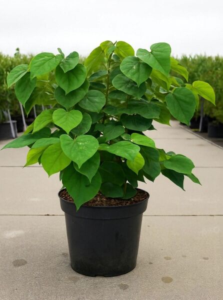 Cercis chinensis 'Avondale' / Chinesischer Judasbaum 'Avondale', 60-80 cm, C10 im Topf mit grünem, herzförmigem Laub