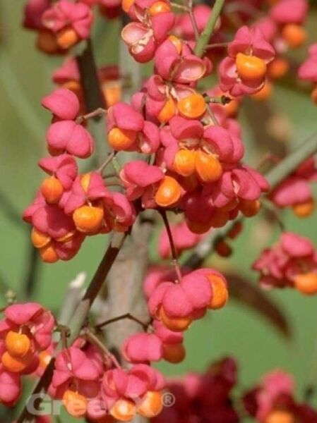 Pfaffenhütchen / Euonymus europaeus