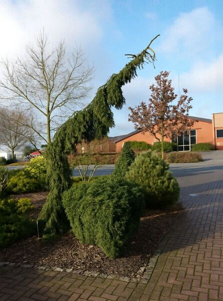 Picea omorika 'Pendula' / Serbische Hängefichte, hängender Wuchs mit langen, herabfallenden, grünen Zweigen.