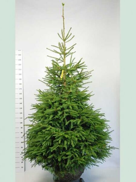 Picea abies (Fichte/Rottanne/Rotfichte) 200-250 cm mit Drahtballen, schlanker Nadelbaum mit dichtem, kegelförmigem Wuchs