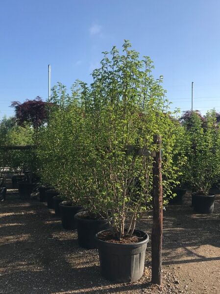 Magnolia kobus (Kobus-Magnolie) 250-300 cm C150, mehrstämmiger Strauch im schwarzen Container mit grünem Laub.