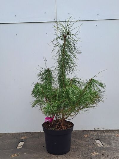 Pinus sylvestris (Gewöhnliche Kiefer/Föhre/Wald-Kiefer) 60–80 cm, C5-Topf, Nadelbaum mit langen grünen Nadeln und verzweigtem Wuchs