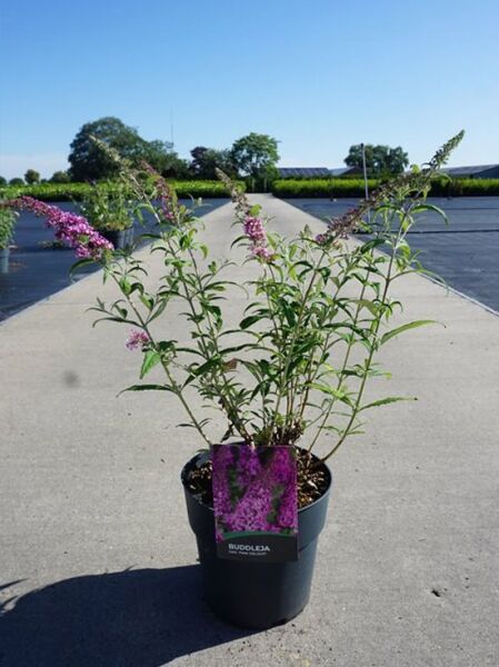 Schmetterlingsflieder Buddleja davidii ‘Pink Delight’ 40–60 cm C10 im Topf, grüne Triebe mit rosafarbenen Blütenrispen