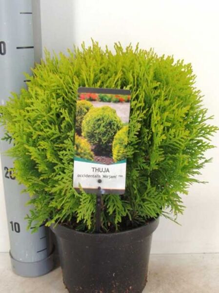 Thuja occidentalis 'Mirjam'® / Lebensbaum 'Mirjam'® 30-40 cm C5 im Topf, kompakter Strauch mit gelbgrünem Nadellaub