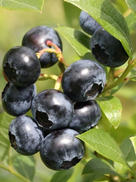 Vaccinium corymbosum 'Patriot' / Heidelbeere 'Patriot' mit reifen, dunkelblauen Beeren am Zweig und grünen Blättern