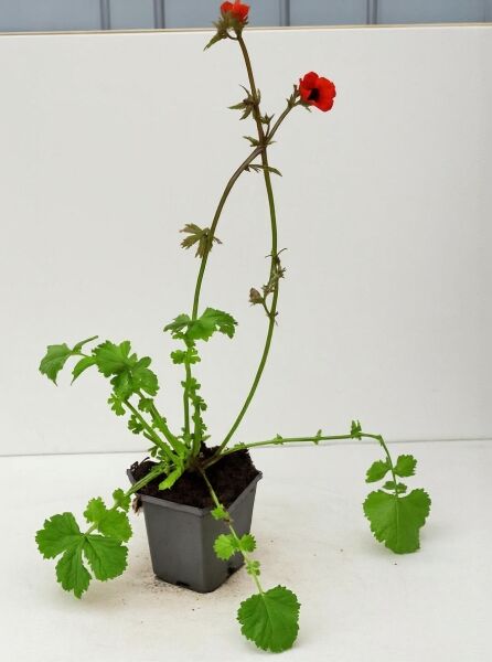 Geum coccineum 'Borisii' (Nelkenwurz 'Borisii') im P9-Topf, grüne Blätter und aufrechte Stiele mit roten Blüten.