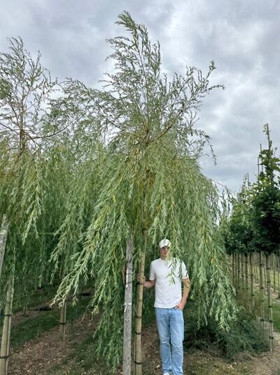 Salix alba 'Tristis' / Hänge-Weide, Trauer-Weide 'Tristis' Hochstamm 18-20 StU mit überhängenden Zweigen und Laubdach
