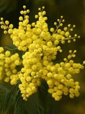 Silber-Akazie / Falsche Mimose - Acacia dealbata - Baumschule NewGarden