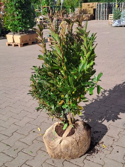 Laubabwerfende Azalee 'Corneille' / Laubabwerfende Azalee 'Corneille'