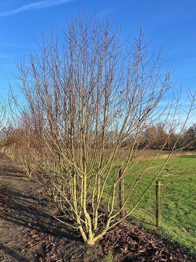 Kobus-Magnolie / Kobushi-Magnolie / Magnolia kobus