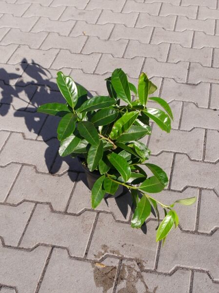 Prunus laurocerasus 'Mount Vernon' / Zwerg-Kirschlorbeer 'Mount Vernon' im Topf, niedriger Wuchs mit glänzend grünen Blättern.