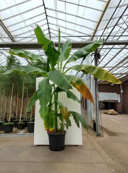 Musa basjoo (winterharte Banane/Japanische Faserbanane) 250–300 cm C50, große grüne Blätter, im Topf.