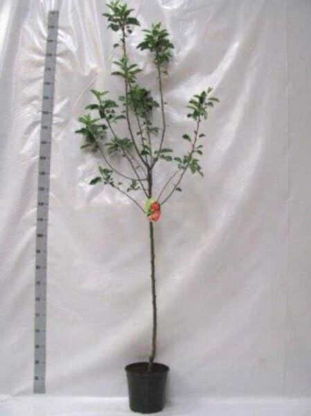 Apfel ‘Elstar’ (Malus domestica ‘Elstar’), Halbstamm C7 im Topf mit verzweigtem Stamm und grünen Blättern.